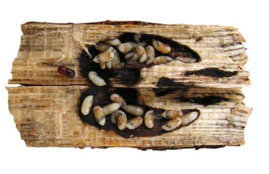生命延续。一棵被残害的树里的殖菌蠢虫家庭。真菌庄园被消耗殆尽,已经变黑,不过幼虫已经发育成熟,即将变成成虫 生命延续。一棵被残害的树里的殖菌蠢虫家庭。真菌庄园被消耗殆尽,已经变黑,不过幼虫已经发育成熟,即将变成成虫