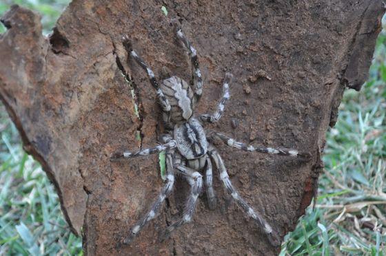 雄性的Poecilotheria rajaei,拍摄于斯里兰卡 雄性的Poecilotheria rajaei,拍摄于斯里兰卡