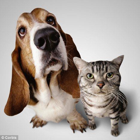 科学家称,宠物狗比猫咪更聪明,因为友好的群居哺乳动物需要比喜欢离群索居的动物更有智慧。 科学家称,宠物狗比猫咪更聪明,因为友好的群居哺乳动物需要比喜欢离群索居的动物更有智慧。