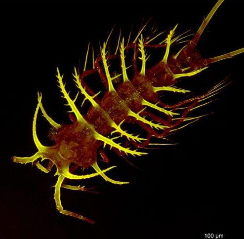 桡足类动物-Ceratonotus steiningeri 桡足类动物-Ceratonotus steiningeri