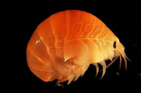 甲壳类动物-Lysianassoid amphipod 甲壳类动物-Lysianassoid amphipod