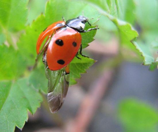 甲虫保护性外壳 甲虫保护性外壳