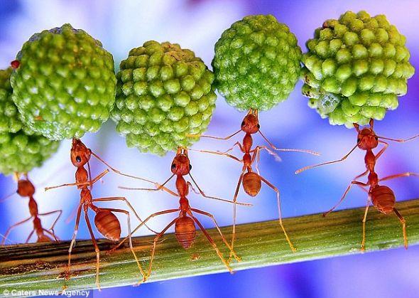 现年40岁的摄影师Eko用一种特殊的微距摄影技术来靠近抓拍这些神奇的生物。 现年40岁的摄影师Eko用一种特殊的微距摄影技术来靠近抓拍这些神奇的生物。