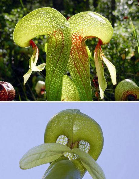 眼镜蛇莉莉 眼镜蛇莉莉