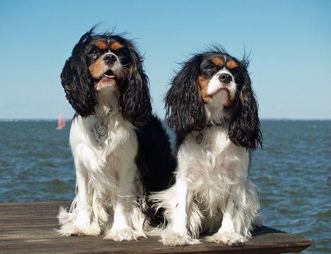 查理士王小猎犬大脑脊髓空洞症 查理士王小猎犬大脑脊髓空洞症