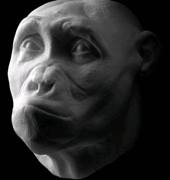 撒海尔人乍得种生活在700万年前,比人类和与我们的亲缘关系最近的黑猩猩分化的时间更早 撒海尔人乍得种生活在700万年前,比人类和与我们的亲缘关系最近的黑猩猩分化的时间更早