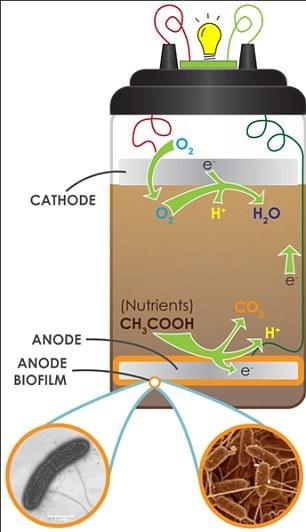 微生物燃料电池示意图 微生物燃料电池示意图