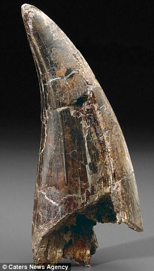 美农田发现霸王龙牙齿化石 保存完好距今至少6700万年 美农田发现霸王龙牙齿化石 保存完好距今至少6700万年