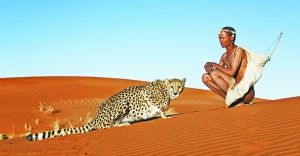桑人和他的猎豹在喀拉哈里沙漠中休息 桑人和他的猎豹在喀拉哈里沙漠中休息桑人和猎豹形影不离