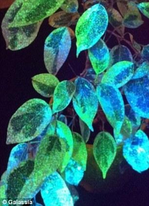 科学家研制出神奇配方栽培荧光植物 科学家研制出神奇配方栽培荧光植物