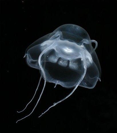 水螅水母 水螅水母