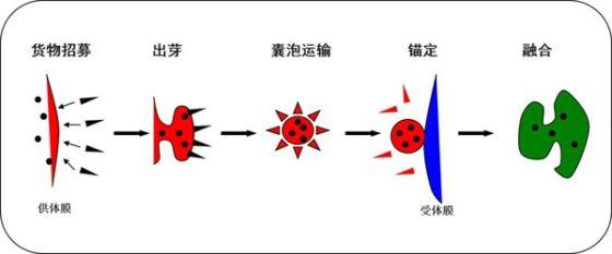 囊泡是由单层膜所包裹的膜性结构,从几十纳米到数百纳米不等,主要司职细胞内不同膜性细胞器之间的物质运输,称之为囊泡运输 囊泡是由单层膜所包裹的膜性结构,从几十纳米到数百纳米不等,主要司职细胞内不同膜性细胞器之间的物质运输,称之为囊泡运输