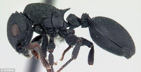 栖息在马达加斯加岛上的这种长相可怕的Cataulacus intrudens蚂蚁,是AntWeb项目的收藏之一。 栖息在马达加斯加岛上的这种长相可怕的Cataulacus intrudens蚂蚁,是AntWeb项目的收藏之一。