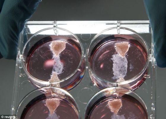 马斯特里赫特大学实验室的试管牛肉样本。试管牛肉的其他非肉类成分包括盐、蛋粉和面包屑,同时还添加红色甜菜根汁和藏红花,为牛肉上色 马斯特里赫特大学实验室的试管牛肉样本。试管牛肉的其他非肉类成分包括盐、蛋粉和面包屑,同时还添加红色甜菜根汁和藏红花,为牛肉上色