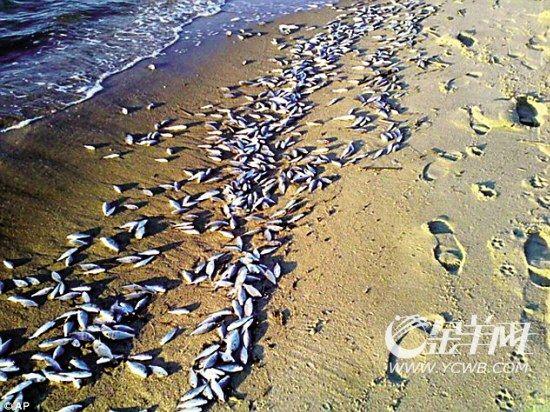 美国马里兰州:200万条死鱼。 美国马里兰州:200万条死鱼。