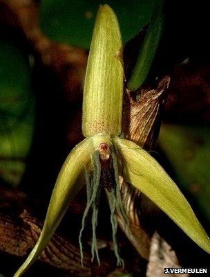 在夜晚开放的兰花,学名“Bulbophyllum nocturnum”。兰花家族成员共有大约2.5万种,目前发现的在夜晚开花的品种就只有这一种 在夜晚开放的兰花,学名“Bulbophyllum nocturnum”。兰花家族成员共有大约2.5万种,目前发现的在夜晚开花的品种就只有这一种