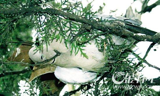 意大利:上千只斑鸠 集体死亡。 意大利:上千只斑鸠 集体死亡。瑞典:50只到100只寒鸦死亡。