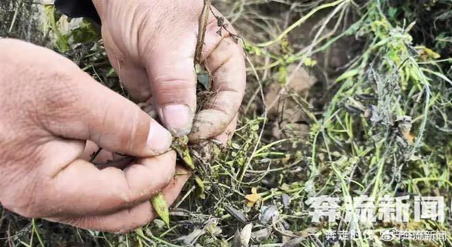 残疾村民租地种药材收割前被铲毁 警方通报：已对指使者采取强制措施