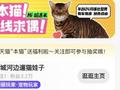 “天猫”相亲带火闲鱼上宠物服务，五一前上门喂猫遛狗需求暴涨320%