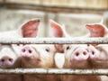 猪企“内卷”成本至14元/公斤 未来养猪行业或处于低盈利状态