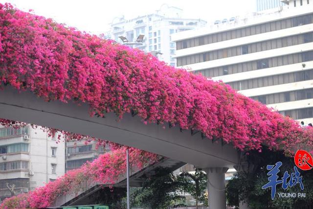 花城簕杜鹃:天桥上的主角