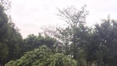 台风海马来袭汕头跨海大桥封桥 大树被连根拔起