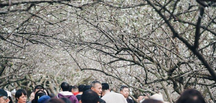 萝岗香雪公园梅花开