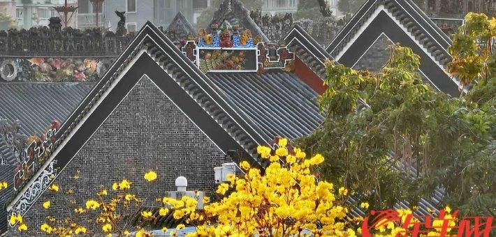 当黄花风铃木邂逅百年古祠