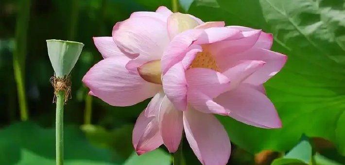 一茎双花倾城 荔湾湖现并蒂莲