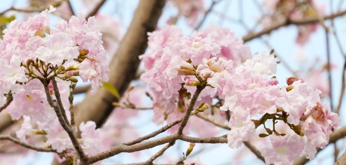 广州踏青赏花热度飙升