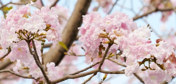 广州踏青赏花热度飙升