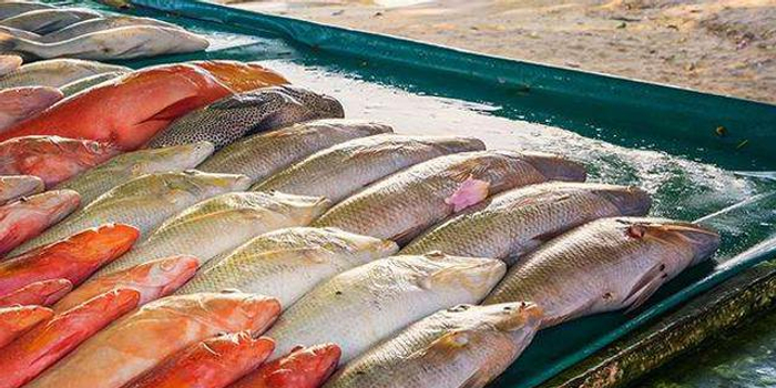 鱼多少伏可以电晕 w700h350z1l10t10577.jpg