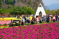 揽客超81万人次 春节假期英德旅游接待和收入居清远首位