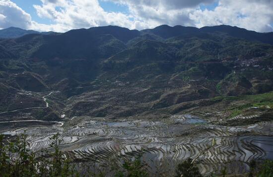 红米梯田。