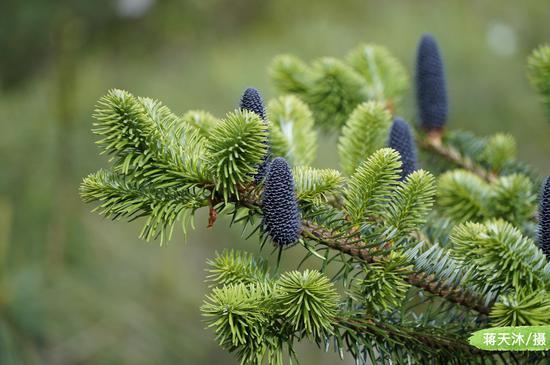 自然爱好者蒋天沐拍摄到国家Ⅱ级重点保护野生植物 ——云杉