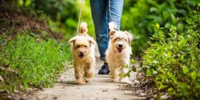 男子遛狗不拴绳被劝动手打人 两条狗被收缴