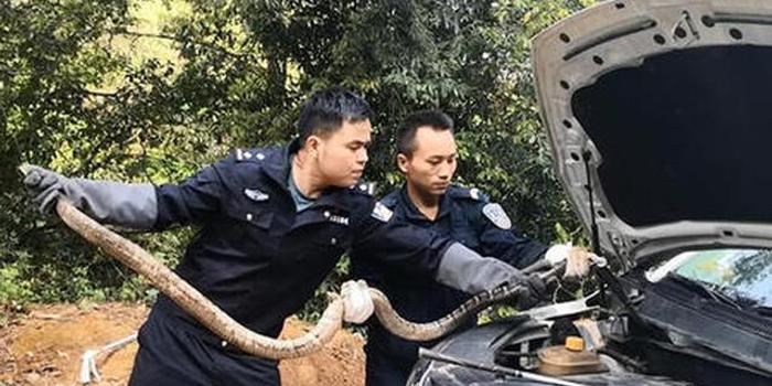 贵州:5人非法猎捕濒危野生动物眼镜王蛇获刑