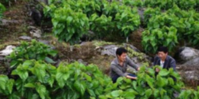贵州启动十大生态扶贫工程 将助30万以上贫困