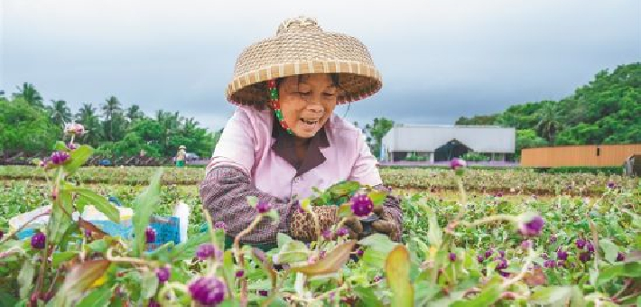 博鳌：百亩花海喜迎宾