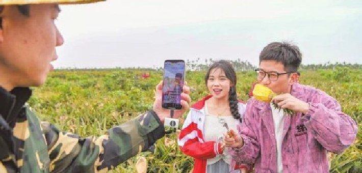 琼山区三门坡镇种植凤梨1.2万亩