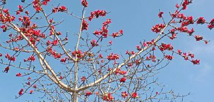 木棉花开春意浓，繁花引客踏春来