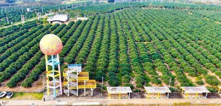 海口三门坡：万亩荔枝林繁花盛放