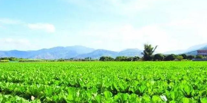 海南乡村振兴工作队进驻村镇 覆盖2561个行政