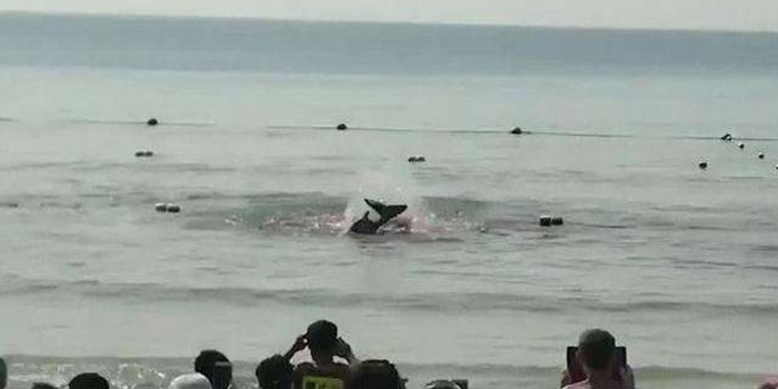 鲨鱼视频咬人 w700h350z1l10t10f52.jpg