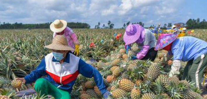 疫后复工不误农时 特色凤梨产销两旺