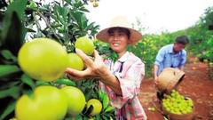 外地代表委员蔡金钗：做足海南农产品加工文章