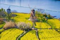 武汉春天最壮观的花海，全城盛开！