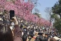 人人人人花花人人人人！这，是上周末的武汉！