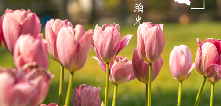 跟着“花神”游湖北，奔赴诗词里的春日浪漫！