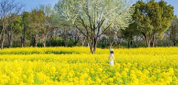 武汉春天最壮观的花海，全城盛开！